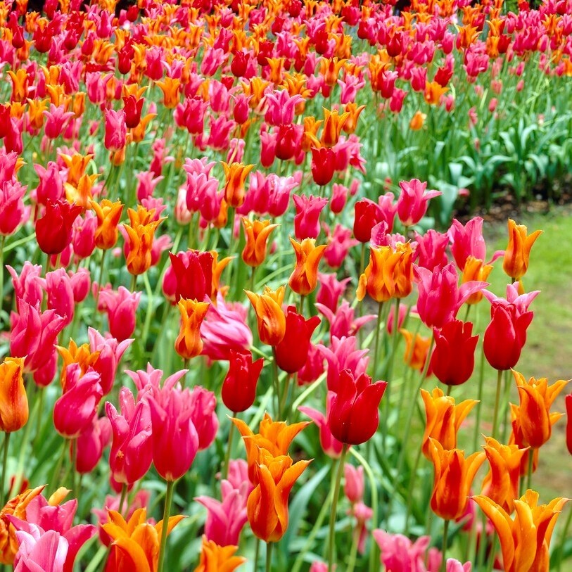 Tulip Lily Flowering Mix - Pack of 10