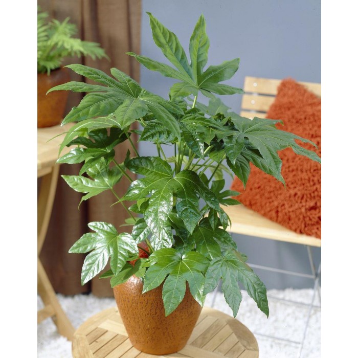 Fatsia Japonica - Japanese Aralia Plants