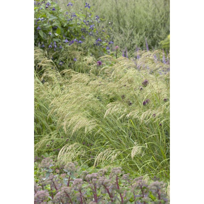 Stipa calamagrostis - Pheasant Grass