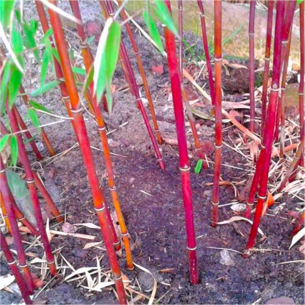 Bamboo Plants for sale UK | black bamboo phyllostachys nigra