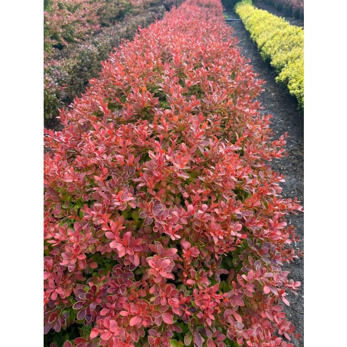 Berberis Thunbergii 'Maja' Coral