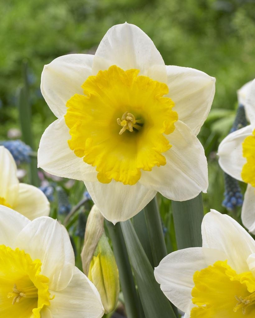 Narcissus Ice Follies - Daffodil