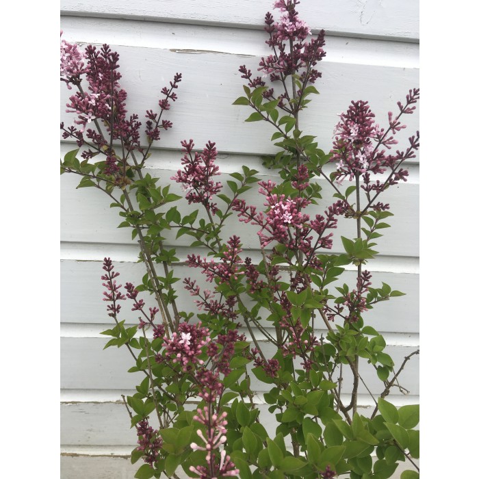 Dwarf Korean Lilac Syringa Josee Shrub Pack Of Three Plants