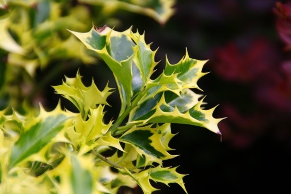 Ilex aquifolium Golden DJ - Female Variegated Holly