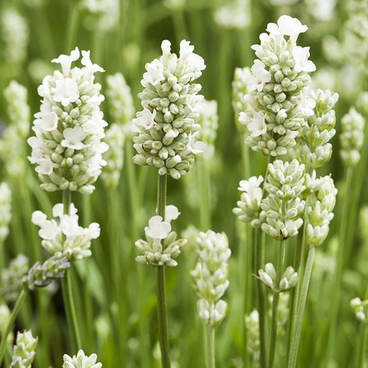 Lavandula angustifolia Alba Arctic Snow Hardy White Edelweiss