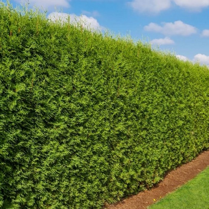 Thuja occidentalis Brabant - 80-100cm Specimen or Hedging Conifer