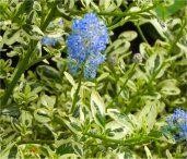 Ceanothus impressus Cool Blue - Hardy Variegated Victoria Ceanothus ...