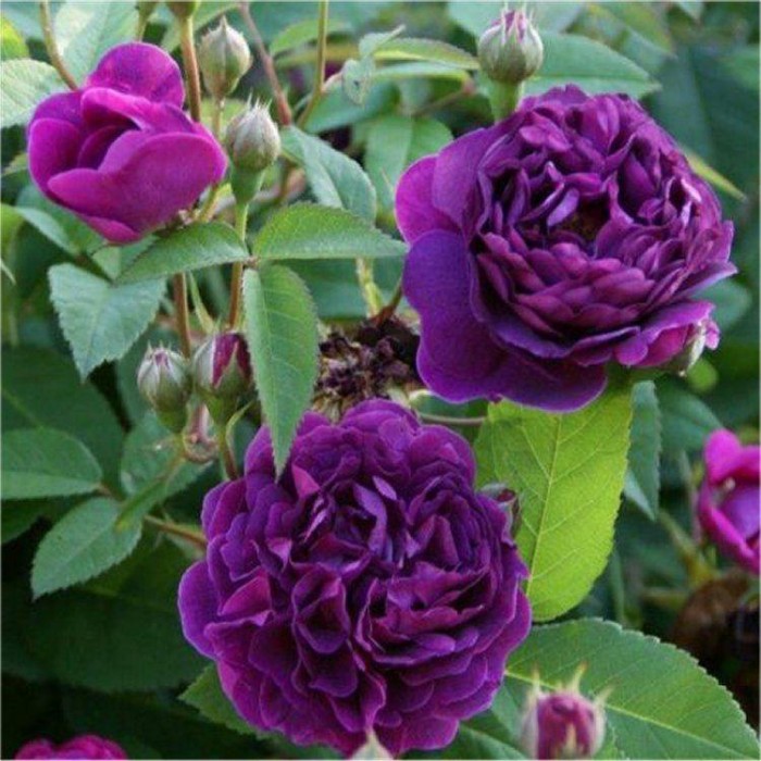 Rose Reine des Violetta - Hybrid Perpetual Bourbon Bush Rose