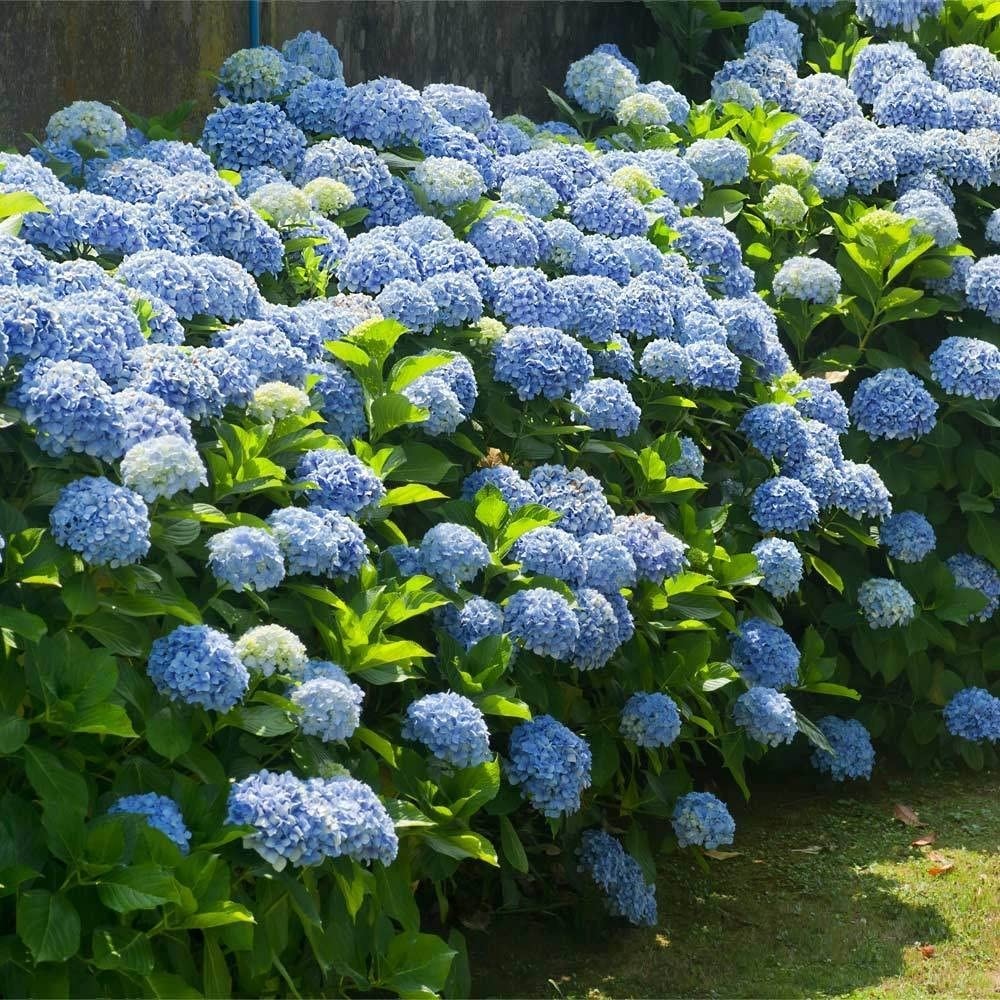 Hydrangea macrophylla Nikko Blue