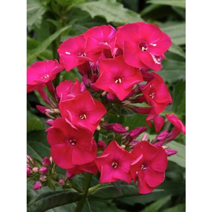 Phlox paniculata Flame Red