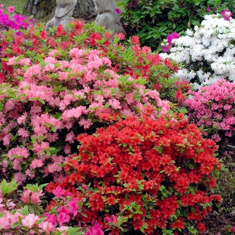 SPECIAL DEAL - Rainbow Azalea japonica Collection - Evergreen Japanese ...