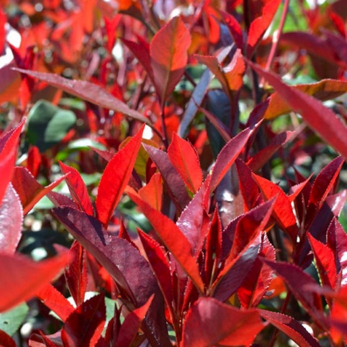 Photinia Carre Rouge - Red Robin Shrub