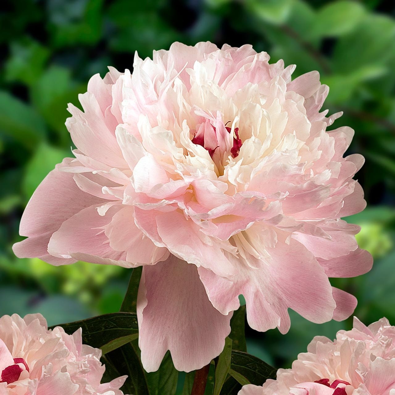 Paeonia lactiflora Alertie - Large Flowered Herbaceous Peony - Pack of ...