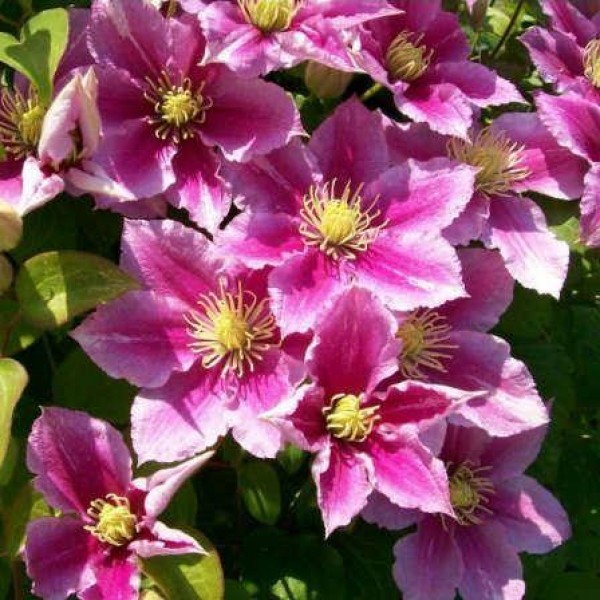 Page 3 | Clematis plants UK | Buy flowering clematis | Gardening Express