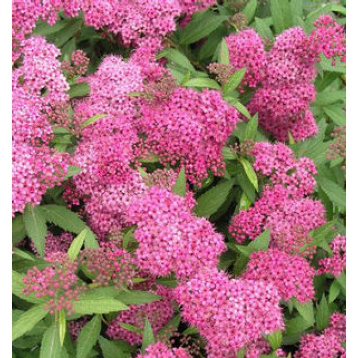 Spiraea japonica Anthony Waterer