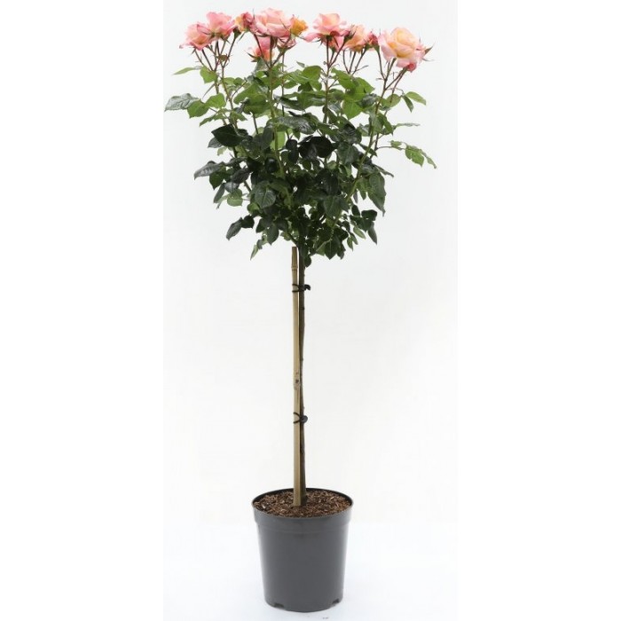 Large Standard Rose Tree 'Madame A Meilland' circa 150cms tall