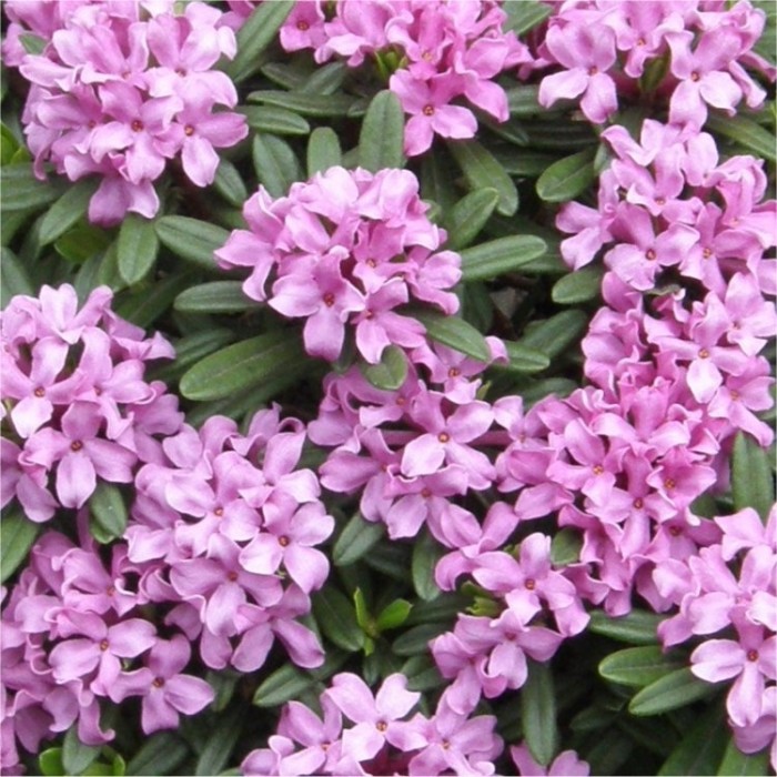 Daphne Cneorum Garland Flower Or Rose Daphne