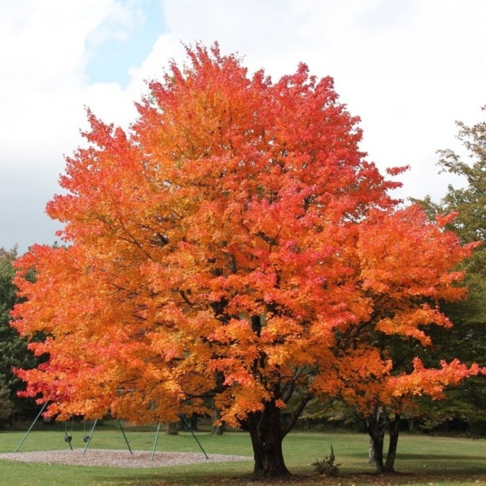 Acer Saccharum - Grow Your Own Maple Syrup Tree!