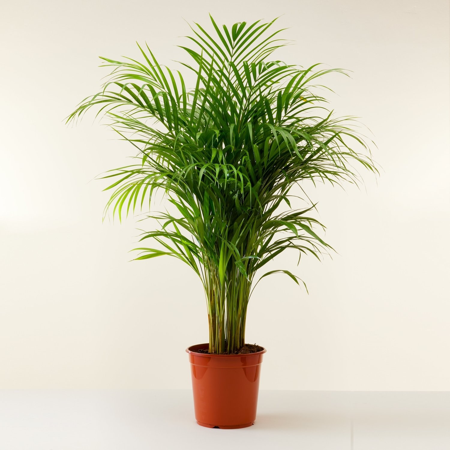 Dypsis Areca Parlour Palm - Perfect Palm for indoors - 100-120cm Potted ...