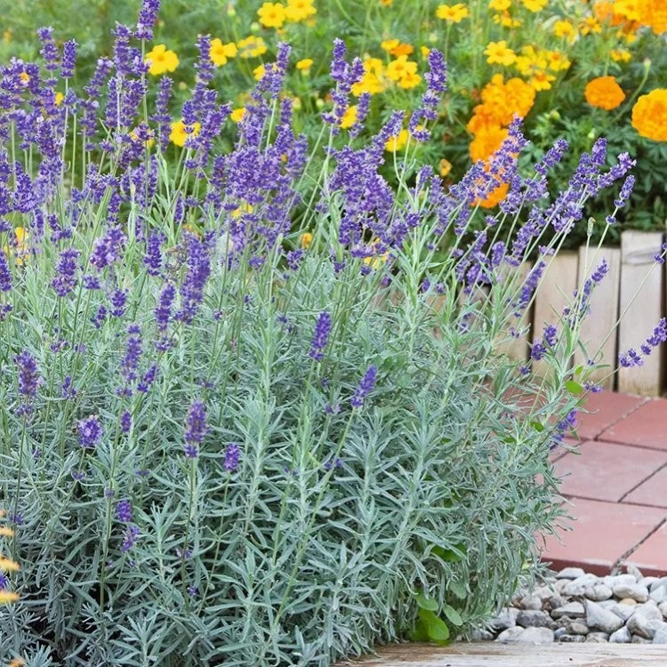 Lavender X Intermedia Sensational Lavandula Large Flowered