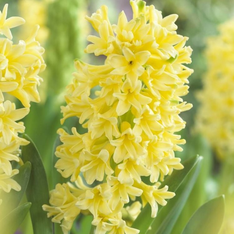 Hyacinth Yellow Queen - Pack of 5 Bulbs