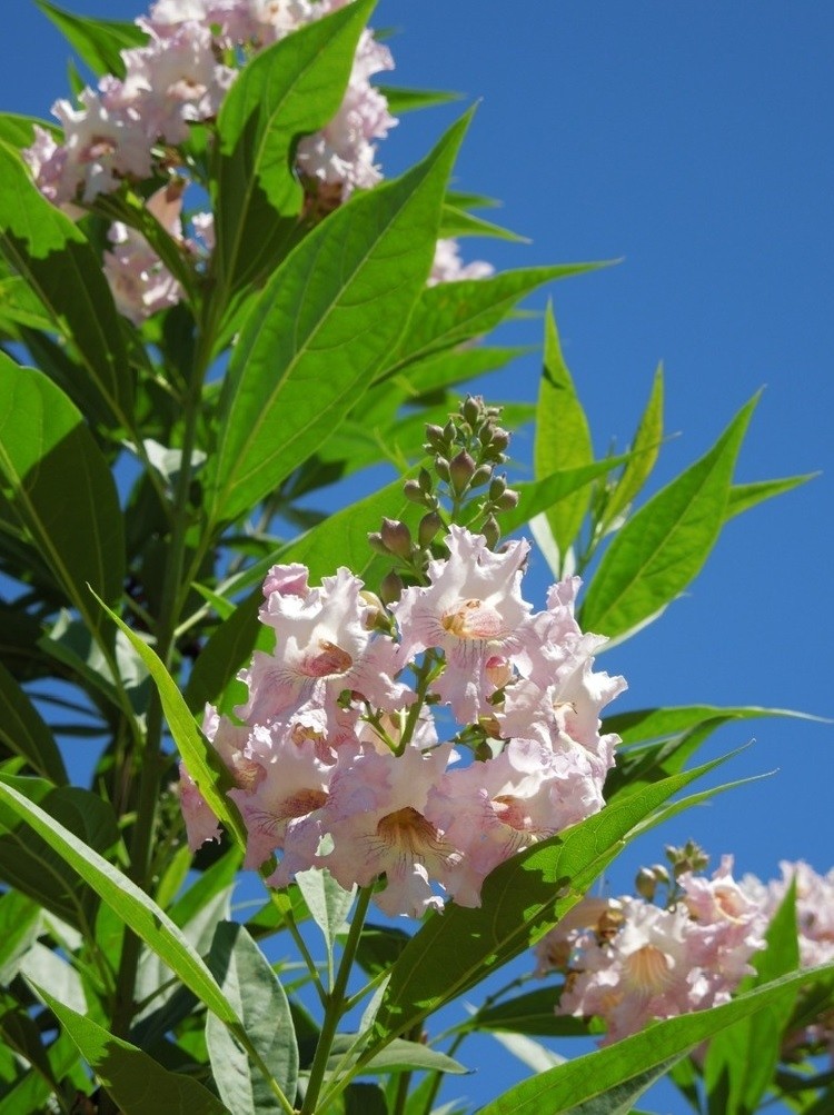 Chitalpa tashkentensis Summer Bells - Desert Willow