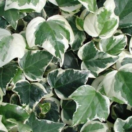 Hedera canariensis Gloire de Marengo - Large Leaf Variegated Ivy ...