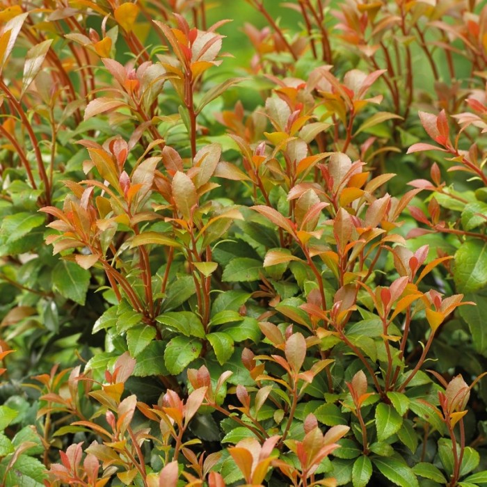 Pieris japonica 'Little Heath Green'