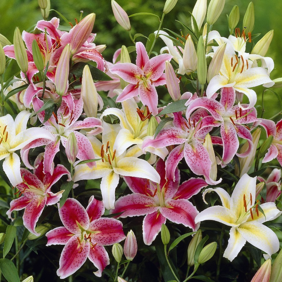 Oriental Lily Bulbs - Pack of TEN Large Flowering Lilies