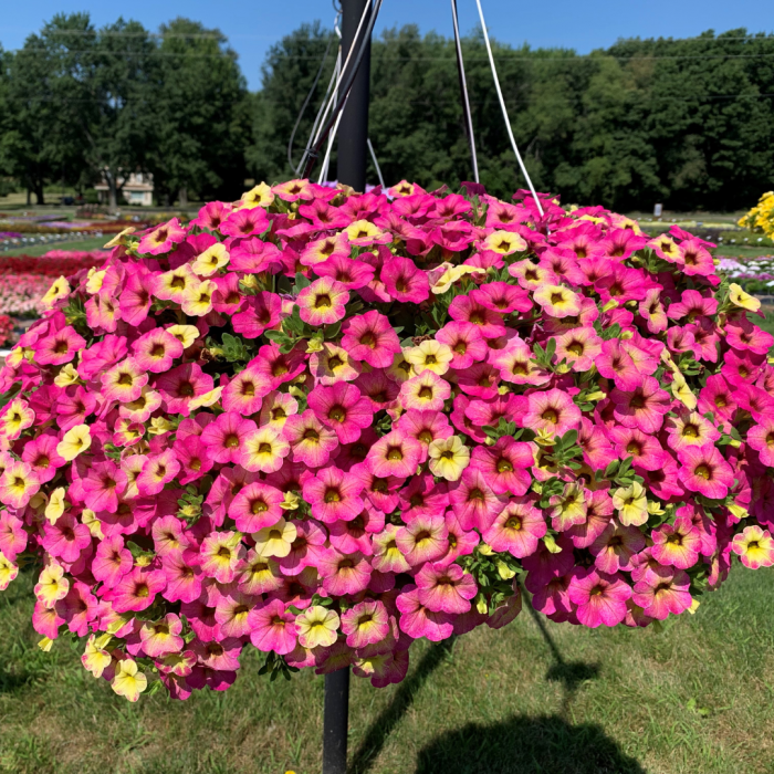 Calibrachoa Ombre 'Pink' - Pack of SIX Potted Plants