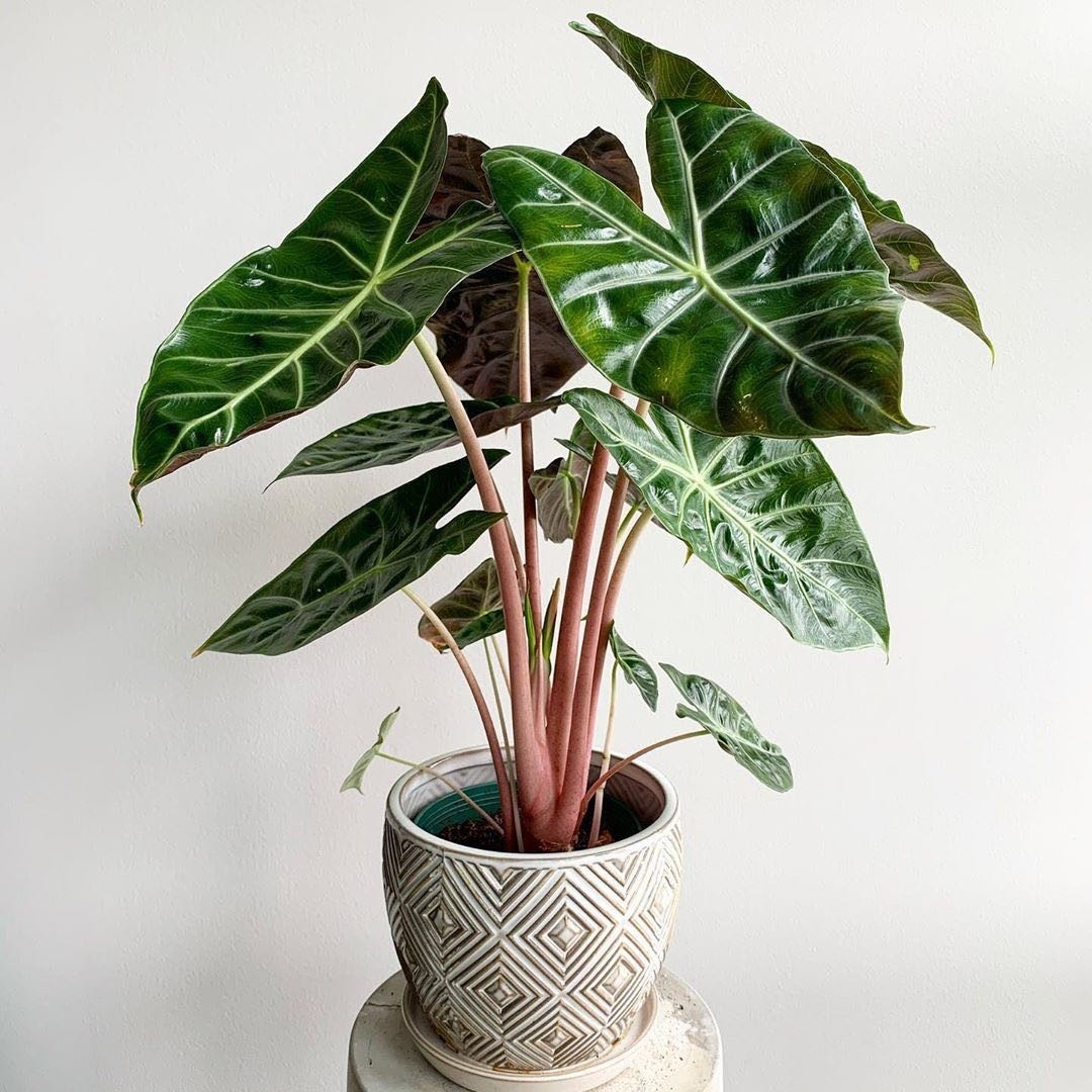 Alocasia Pink Dragon - Elephant Ear