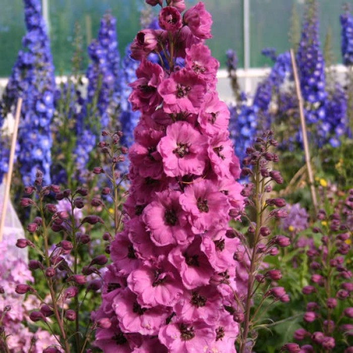 Delphinium Millennium Pink Punch