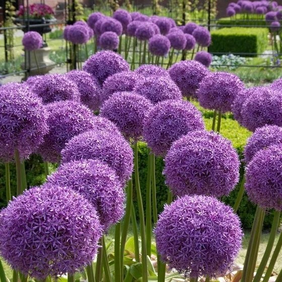 Allium Globemaster - Giant Globe Allium