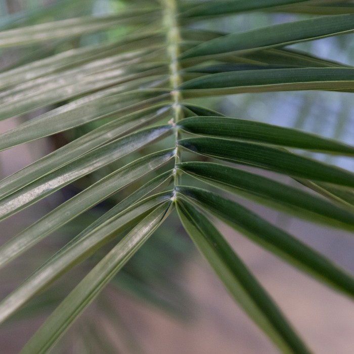 XXL Giant Phoenix canariensis - Canary Island Date Palm - LARGE PATIO ...