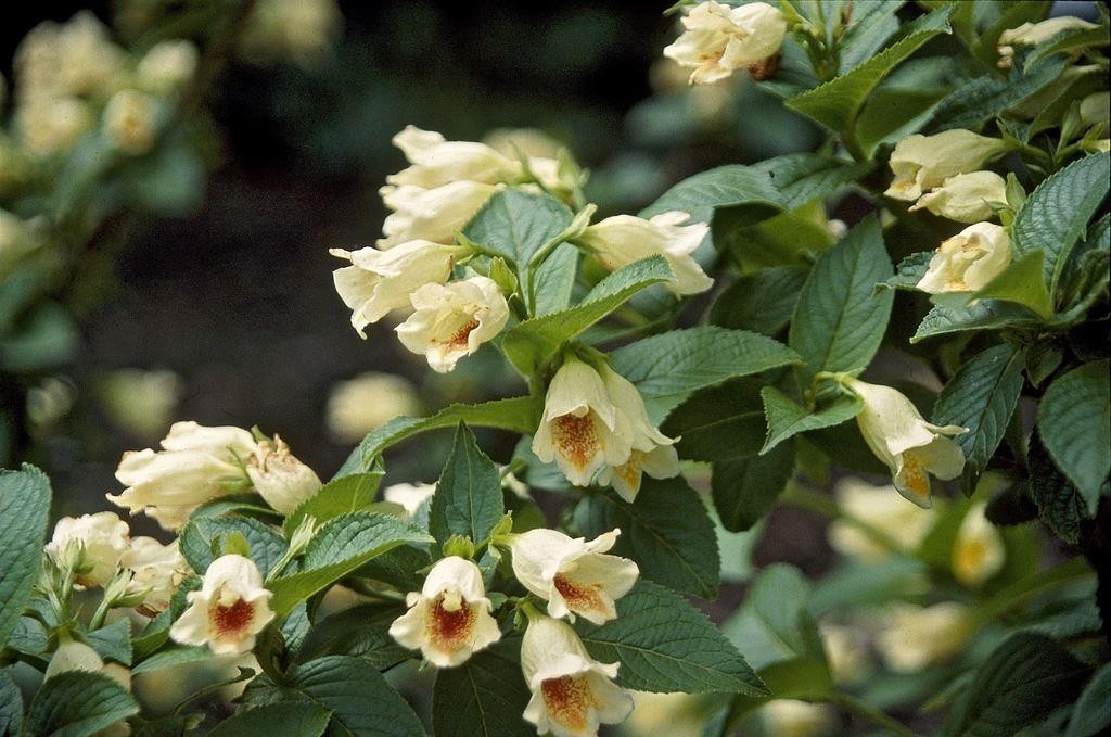 Weigela middendorffiana - Yellow Flowered Weigela