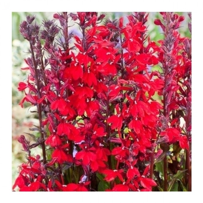 Lobelia cardinalis - Cardinal flower