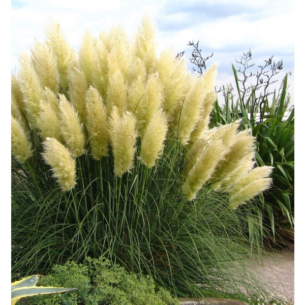 Miscanthus sinensis Kleine Silberspinne - Chinese Silver Grass