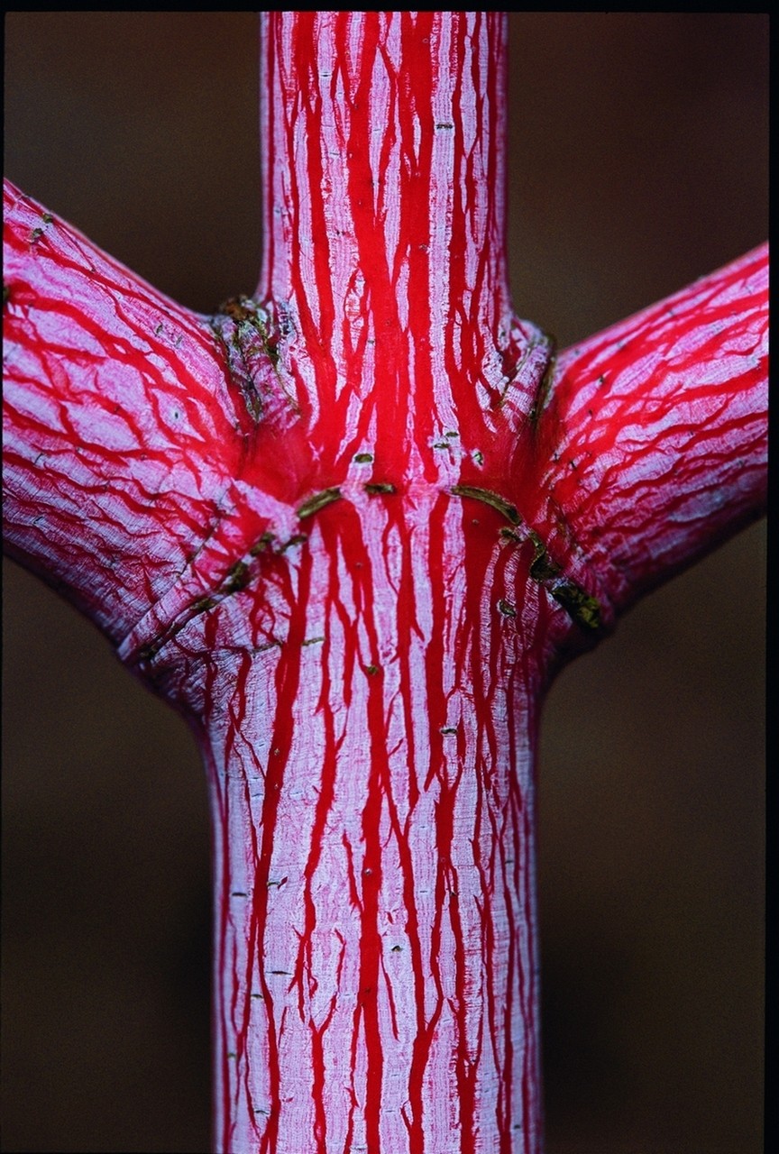 Acer × conspicuum 'Red Flamingo' - Snake bark Maple