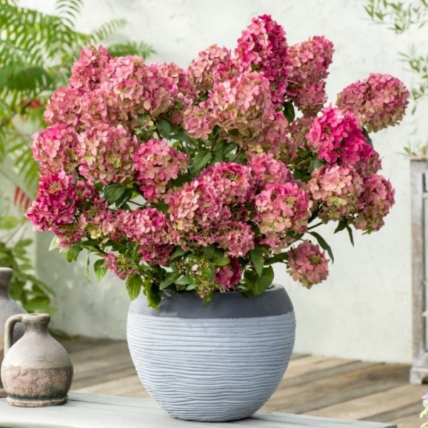 Hydrangea Shrubs For Sale UK | Buy Hydrangea Plants Online UK