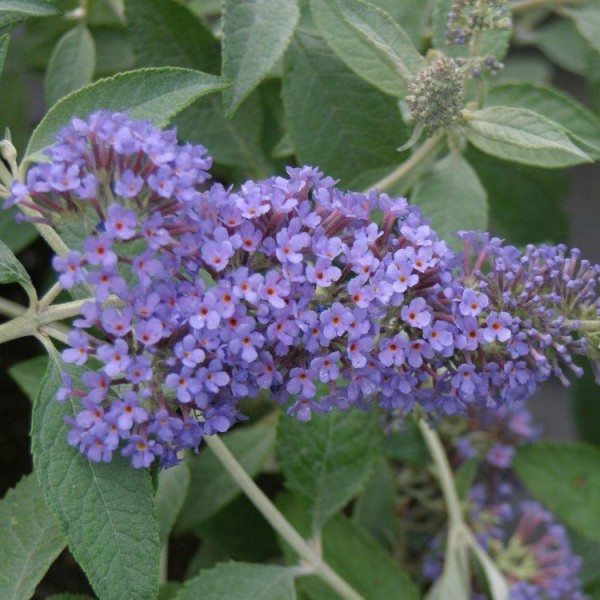 Buddleia Shrubs For Sale Buy Buddleia Plants Uk Delivery