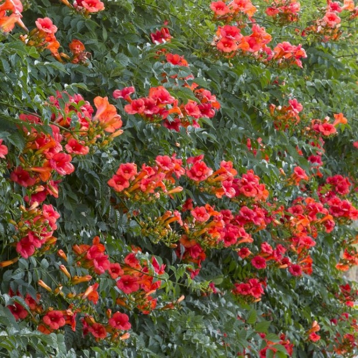 Campsis tagliabuana Madame Galen - Trumpet Vine - Large 6ft Specimen