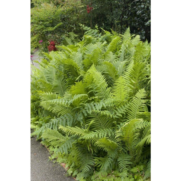 Matteuccia struthiopteris - Shuttle Cock/Ostrich Fern