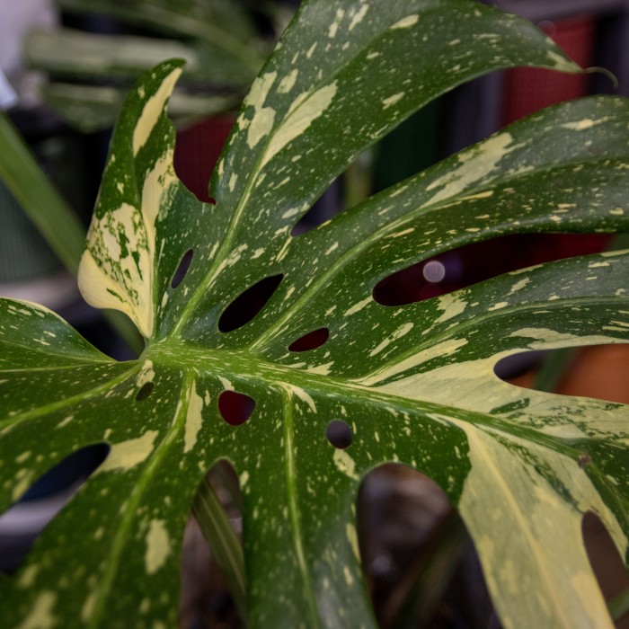 RARE Monstera Deliciosa Variegata - Thai Constellation - Variegated ...