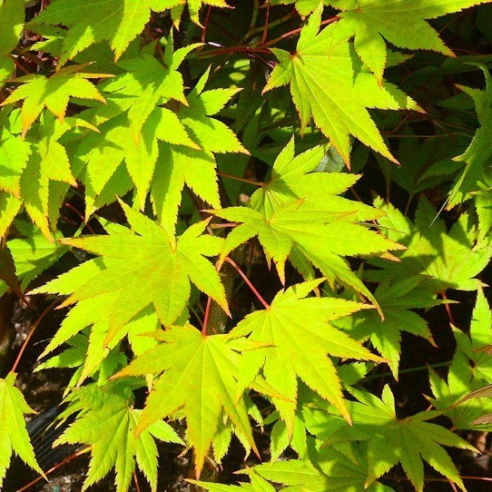 Acer Palmatum Ueno Yama - 100-140cms Japanese Maple