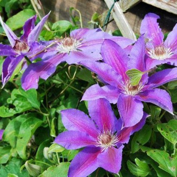 Page 2 | Clematis plants UK | Buy flowering clematis | Gardening Express