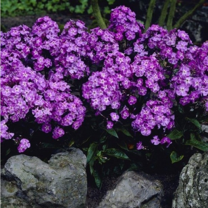 Phlox paniculata Blue Boy