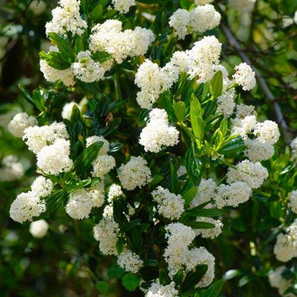 Ceanothus shrubs for sale | Buy Ceanothus plants UK delivery