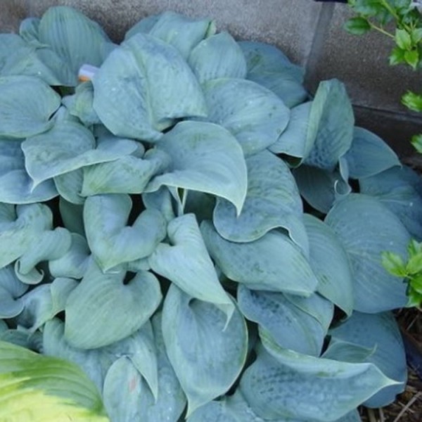 Hosta Pacific Blue Edger