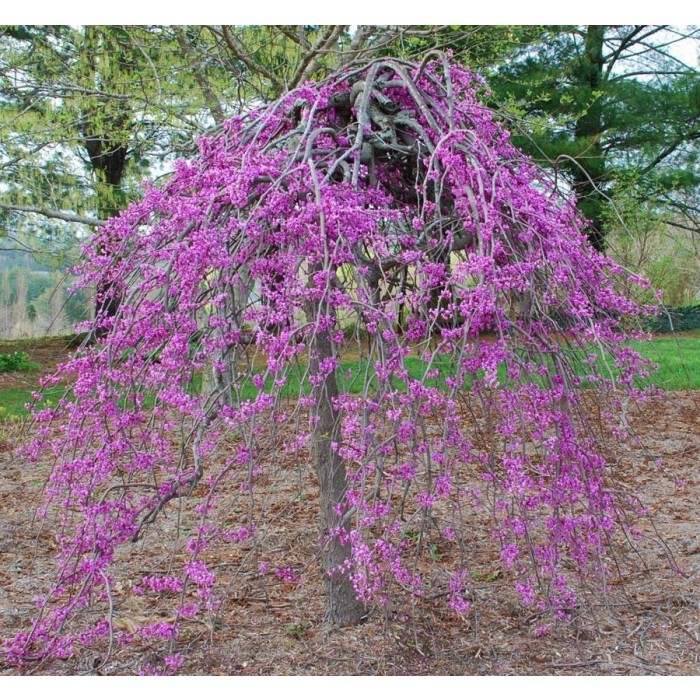 Cercis canadensis Ruby Falls - Weeping Redbud Judus Tree - 175-200cm