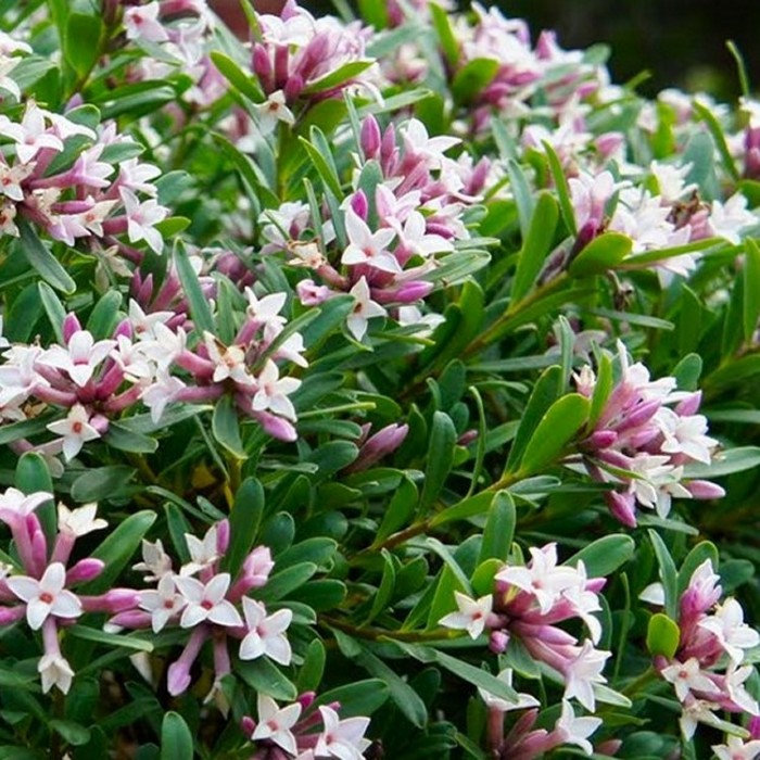 daphne-x-transatlantica-eternal-fragrance-fragrant-evergreen-daphne